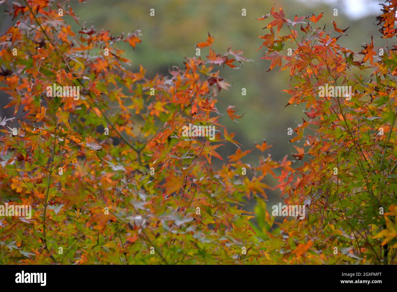 Couleurs du feuillage à l'automne dans la gorge de Shosenkyo, Yamanashi, Japon Banque D'Images