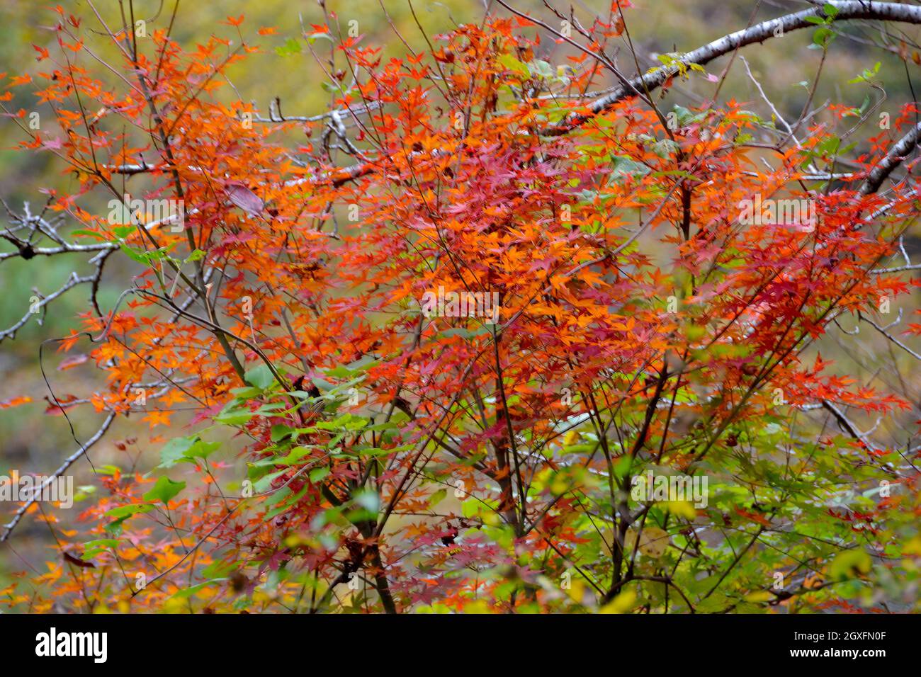 Couleurs du feuillage à l'automne dans la gorge de Shosenkyo, Yamanashi, Japon Banque D'Images