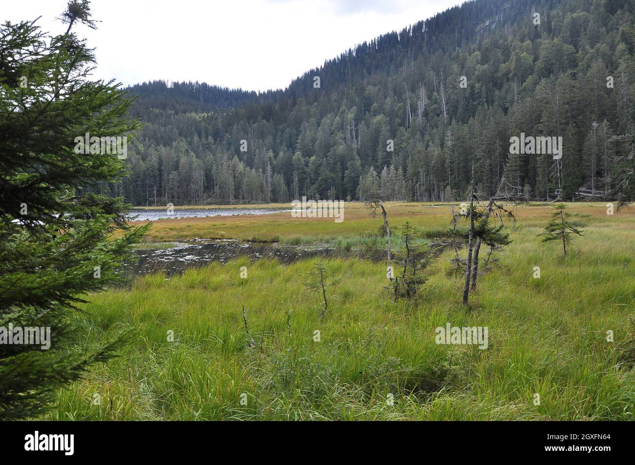 Découpe du Großer Arbersee avec quagmire en Bavière Forêt Banque D'Images