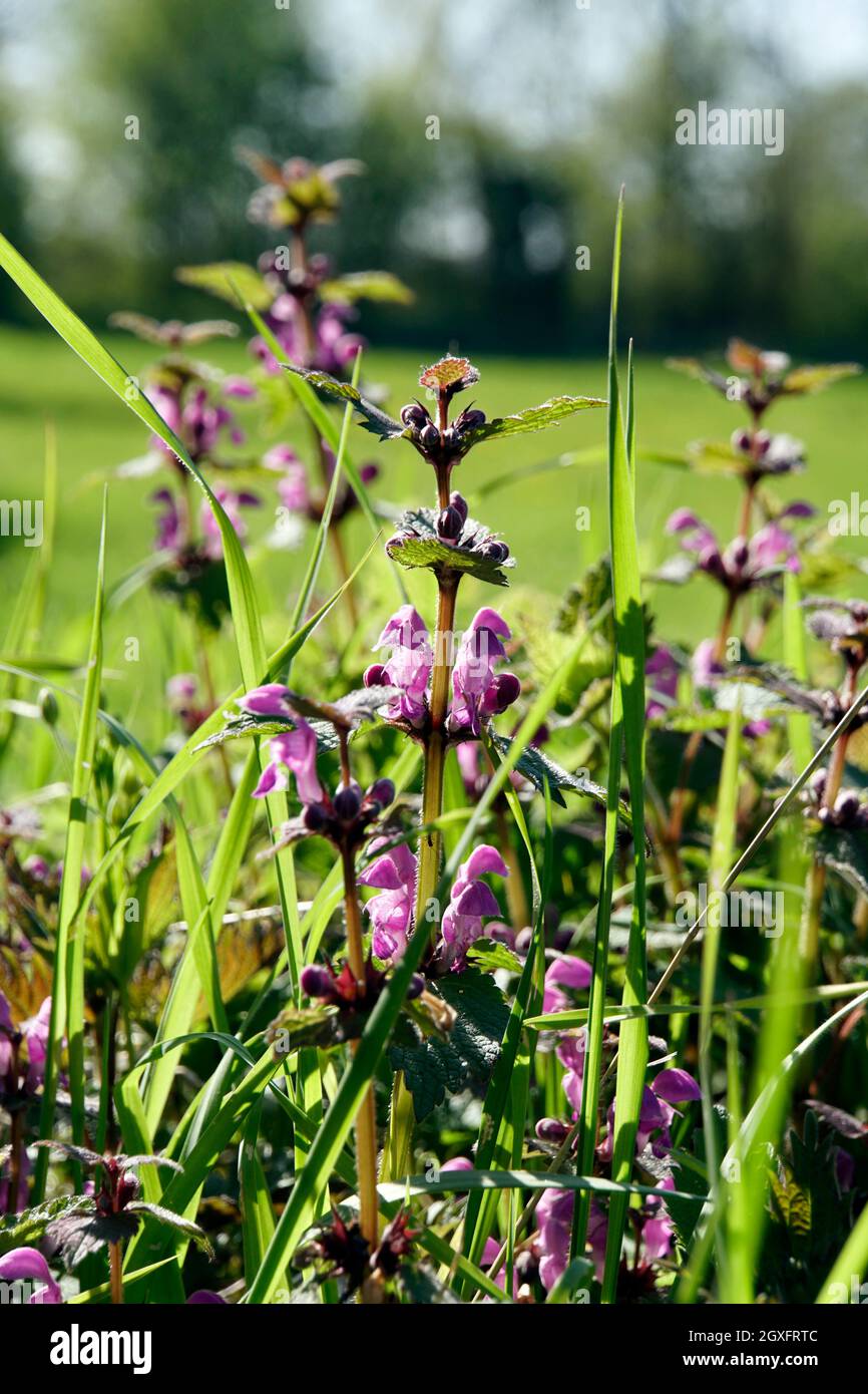 Gefleckte Taubnessel (Lamium maculatum), blühende Pflanzespotted Dead-nettle, shenbit tacheté[ ou dragon pourpre, plante en fleurs Banque D'Images