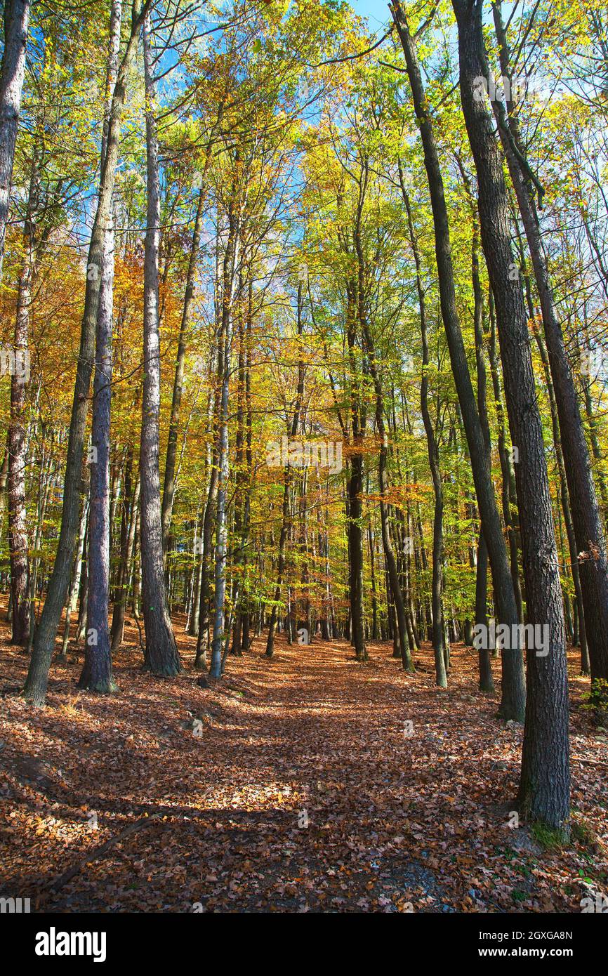 Vue sur la forêt d'automne, hêtre à feuilles caduques, Chriby, République tchèque Banque D'Images