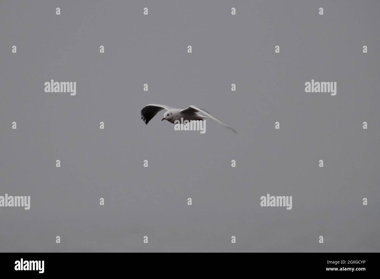 Himmel jagende Möwen an der Küste der Insel Rügen. - les mouettes chassant dans le ciel gris orageux sur la côte de l'islan Banque D'Images