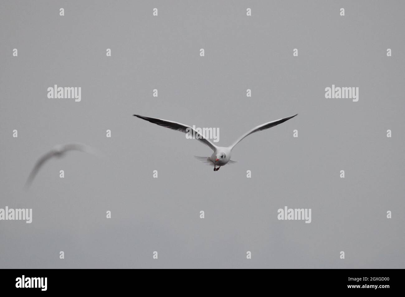 Himmel jagende Möwen an der Küste der Insel Rügen. - les mouettes chassant dans le ciel gris orageux sur la côte de l'islan Banque D'Images