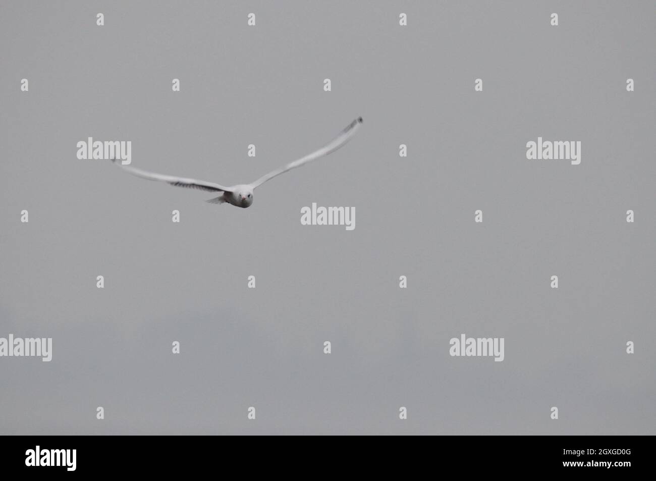 Himmel jagende Möwen an der Küste der Insel Rügen. - les mouettes chassant dans le ciel gris orageux sur la côte de l'islan Banque D'Images