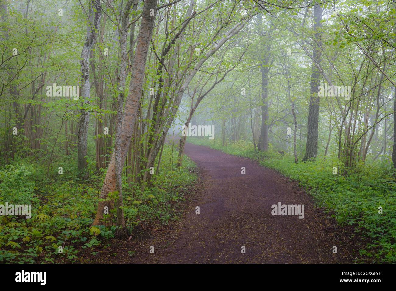 Sentier forestier à feuilles caduques le jour de la brumeuse d'été. Banque D'Images