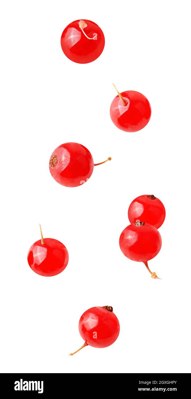 Fruits de mouche isolés et herbes. Sept fruits redberry tombent avec le chemin d'écrêtage comme élément de conception d'emballage. Profondeur de champ complète. Alimentation lévitation co Banque D'Images