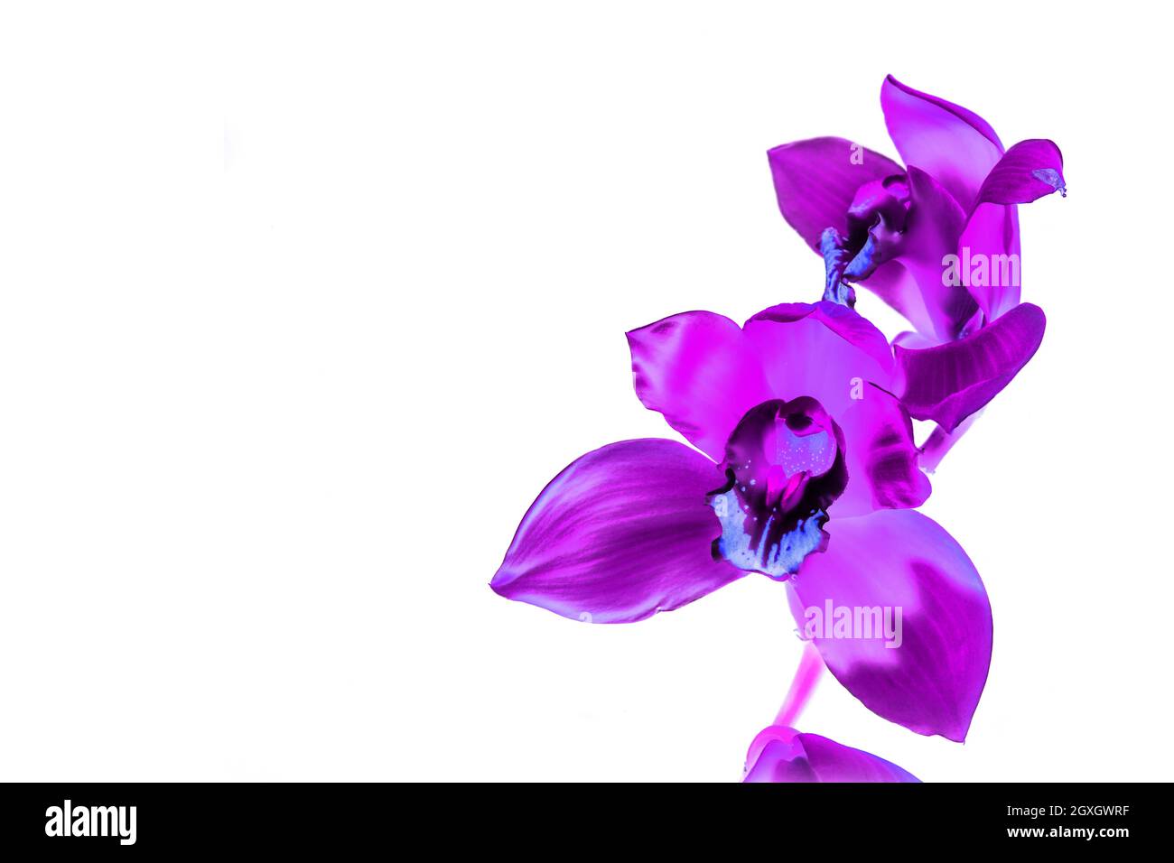 Fleurs de Phalaenopsis pourpres dans un regard abstrait isolé sur blanc. Banque D'Images