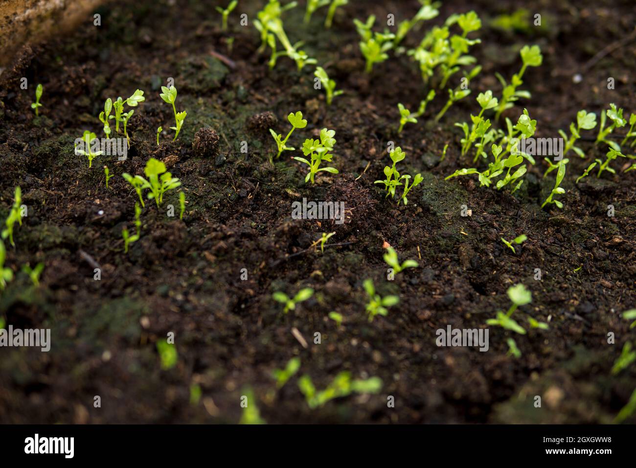 Plantule gros plan de la petite plantule qui pousse dans un sol fertile a l ...