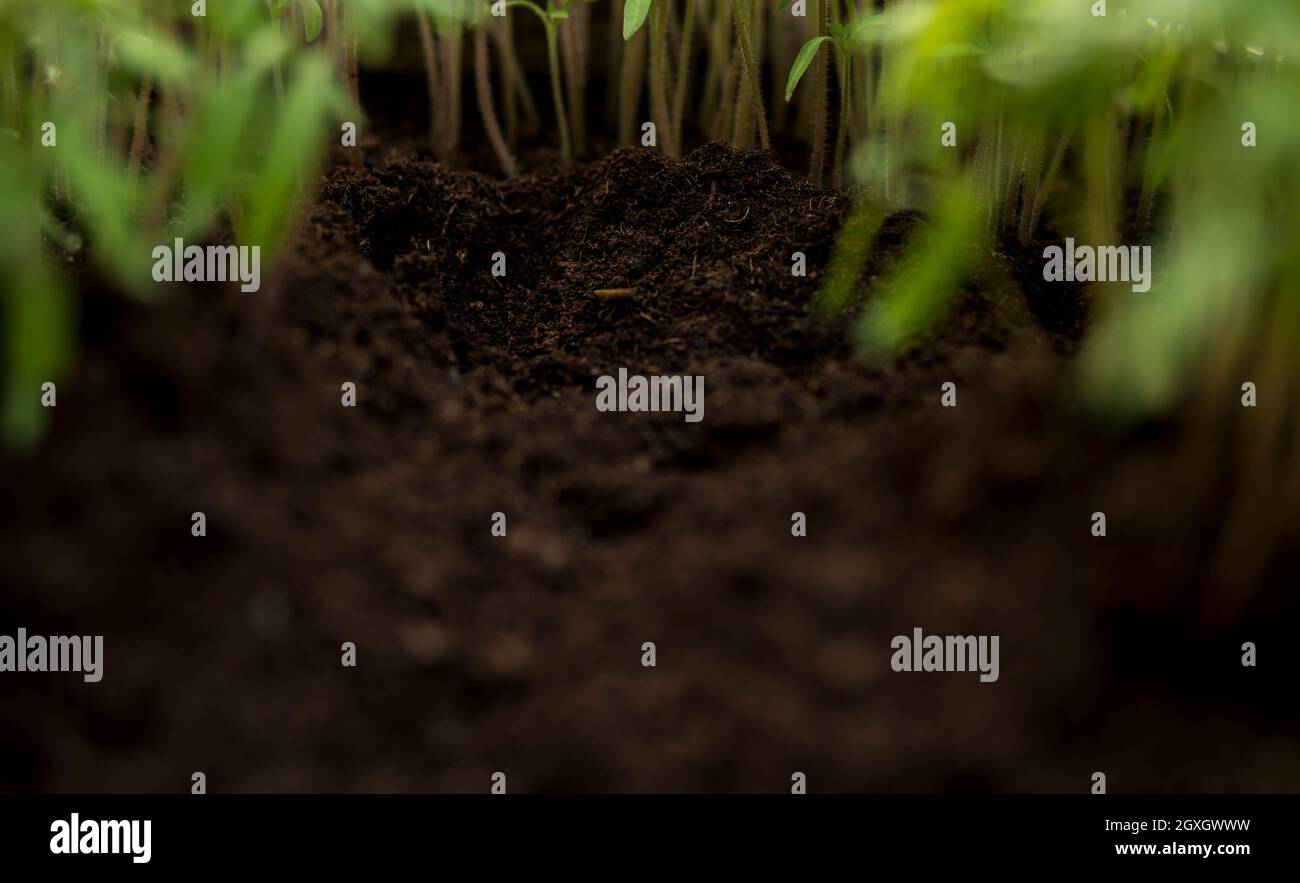 Plantule gros plan de la petite plantule qui pousse dans un sol fertile a l ...