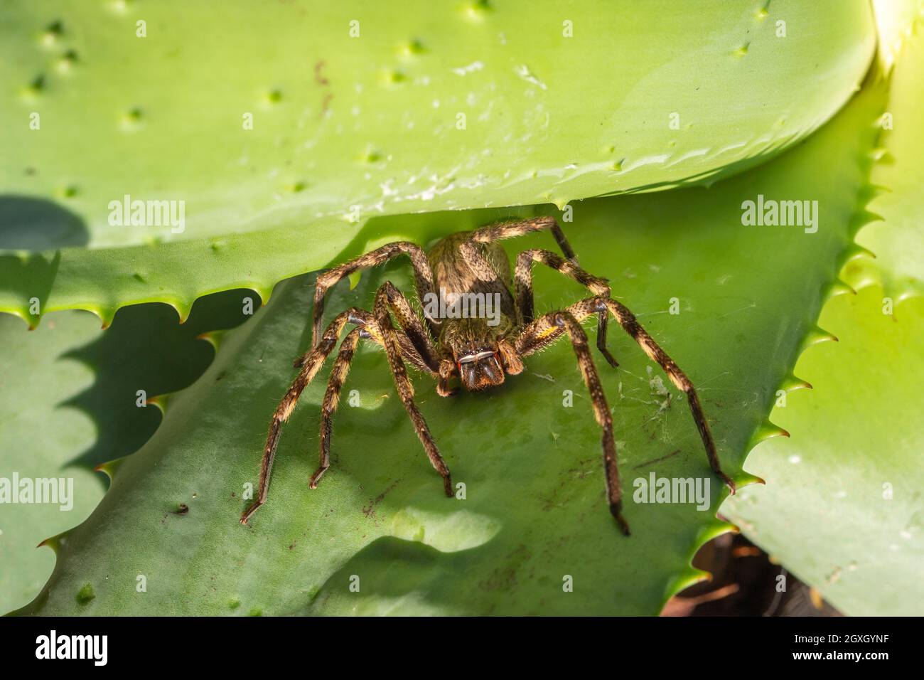 L'araignée de pluie commune (Palystes superciliosus) dans un habitat naturel près de Barrydale, dans le Cap occidental de l'Afrique du Sud Banque D'Images