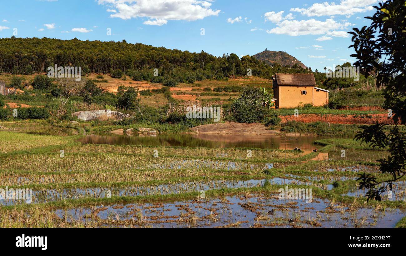 Paysage typique pendant la journée ensoleillée près de la région d'Ankafina-Tsarafidy, maisons sur fond de petites collines, champs de riz mouillés en premier plan. Banque D'Images