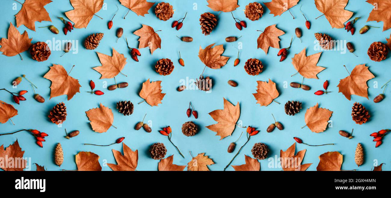 Feuilles d'automne avec motif de composition de cornes et de cônes sur fond bleu pastel d'en haut. Texture de la feuille d'érable sur la table de couleurs. Action de grâce minimale Banque D'Images