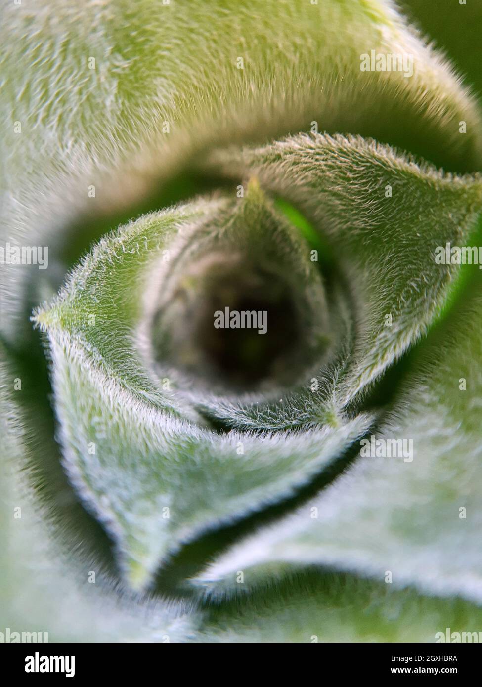 La feuille verte du ressort se ferme. Texture des feuilles. Nature macro. Banque D'Images