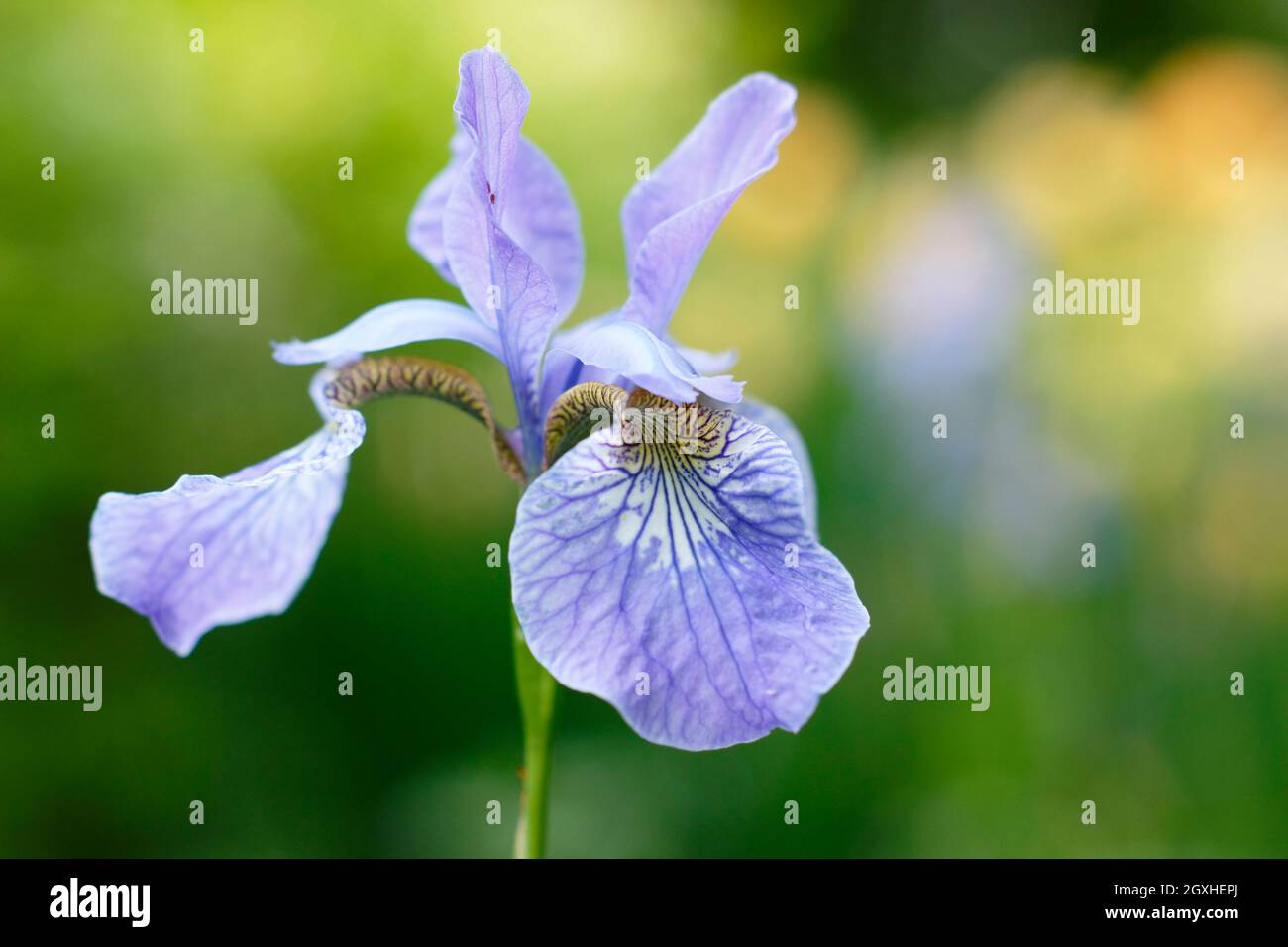 Iris sibirica 'Perry's Blue' iris sibérien affichant des fleurs bleu violet pâle caractéristiques au milieu de l'été. ROYAUME-UNI Banque D'Images