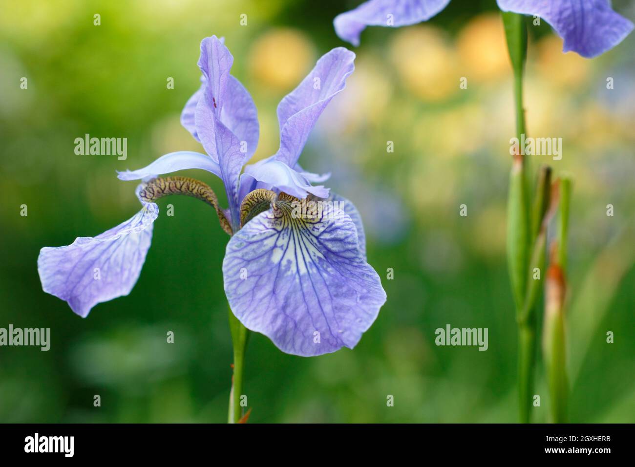 Iris sibirica 'Perry's Blue' iris sibérien affichant des fleurs bleu violet pâle caractéristiques au milieu de l'été. ROYAUME-UNI Banque D'Images