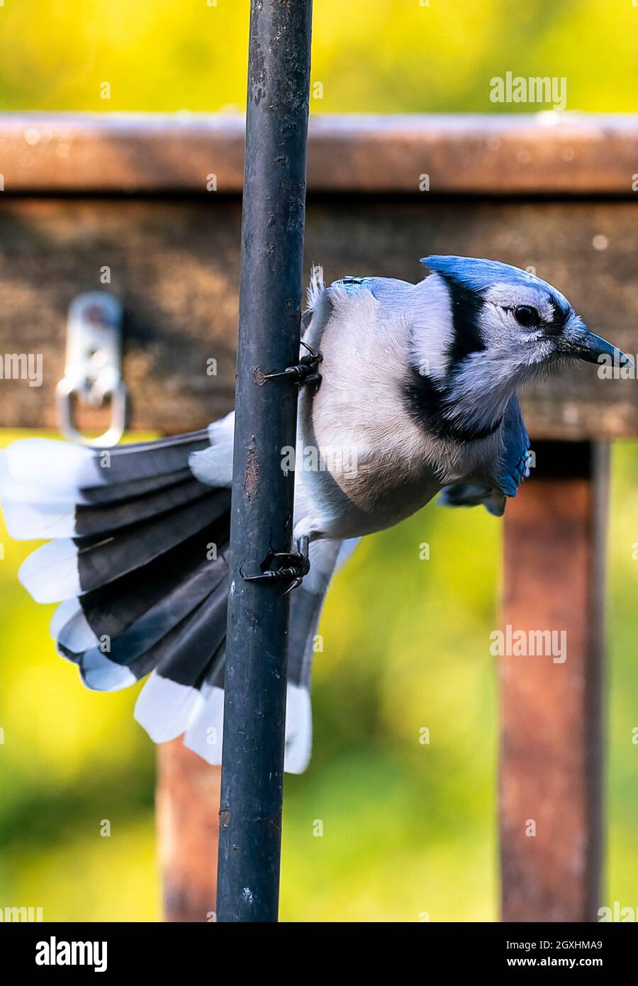 Bluejay s'accroche au poteau d'un mangeoire à oiseaux Banque D'Images