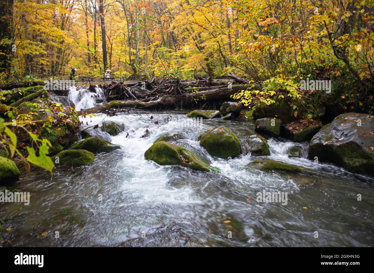 Le ruisseau d'Oirase est célèbre pour sa coloration d'automne, un chemin de randonnée le long et au-dessus du ruisseau dans la préfecture d'Aomori, région de Tohoku, Japon Banque D'Images