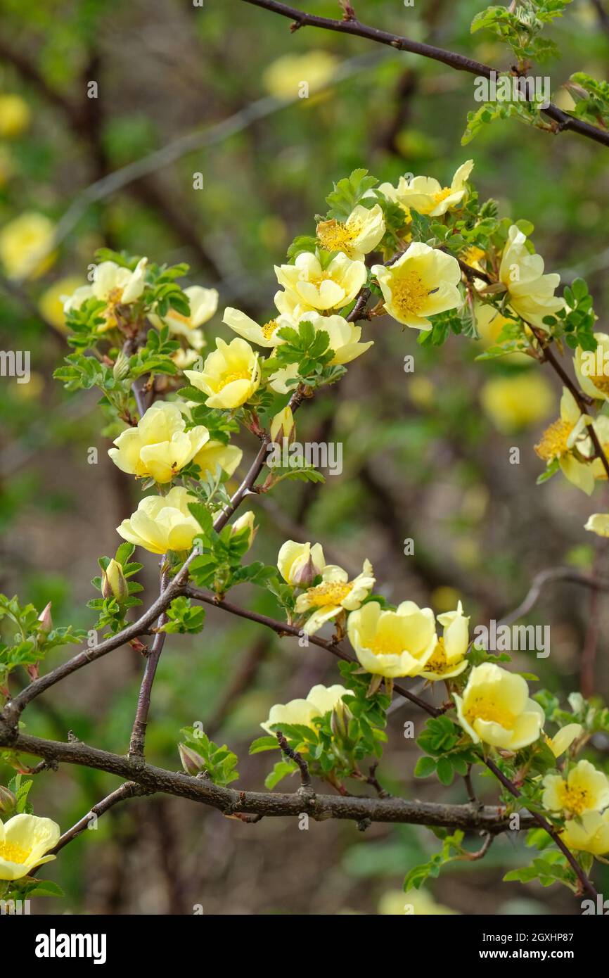Rosa xanthina 'Canary Bird', rose 'Canary Bird'. Rose arbuste de taille moyenne avec fleurs jaunes simples à la fin du printemps Banque D'Images