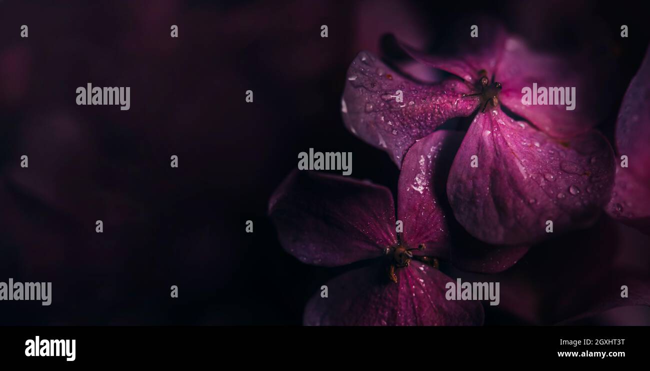 Gros plan de fleur d'hyrangea pourpre avec gouttes d'eau dans le jardin. Macro rose foncé hortensia avec fond d'écran bokeh. Mariage chic et Valentin d Banque D'Images