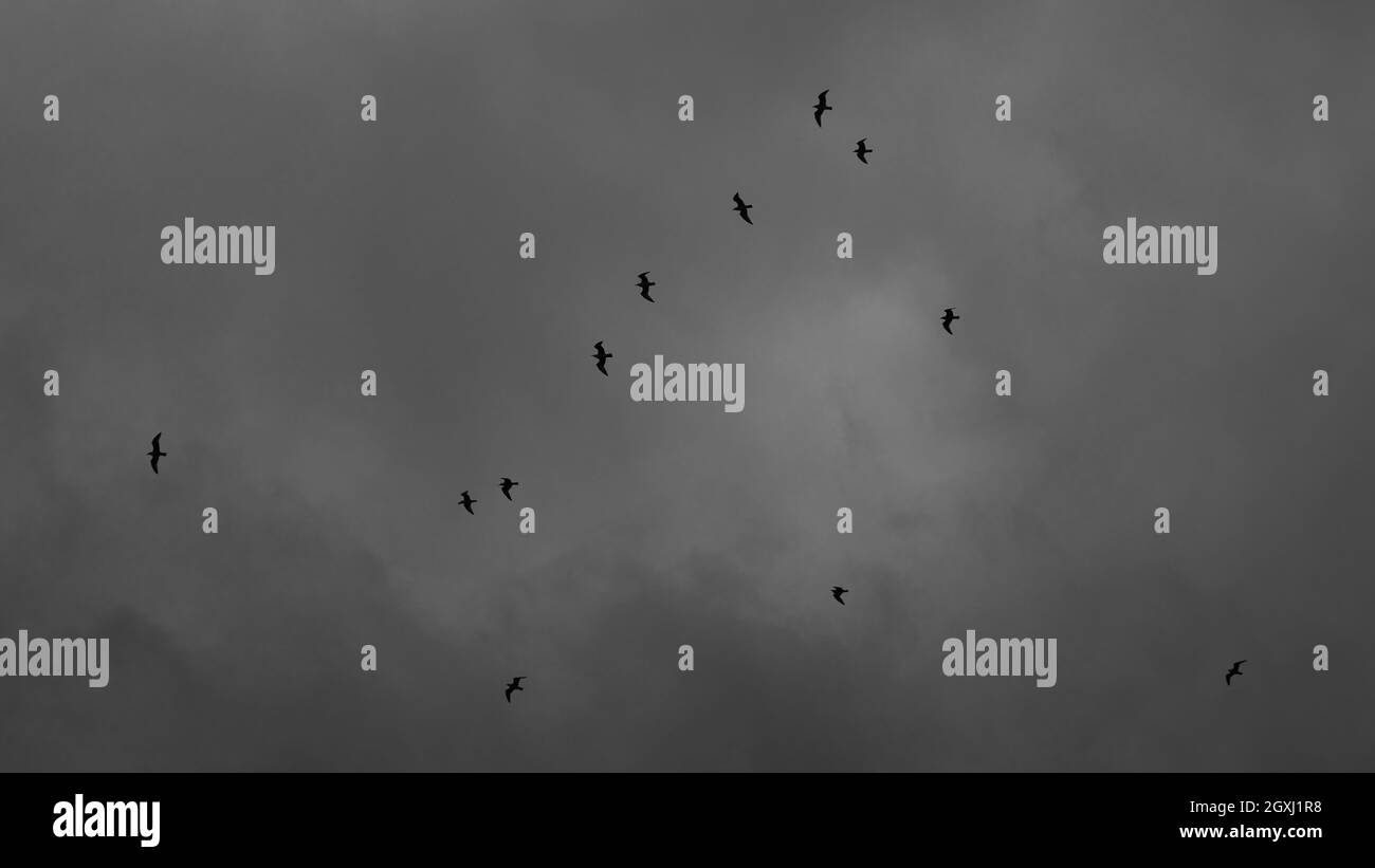 Des mouettes survolantes dans le ciel par une journée venteuse en automne. Banque D'Images