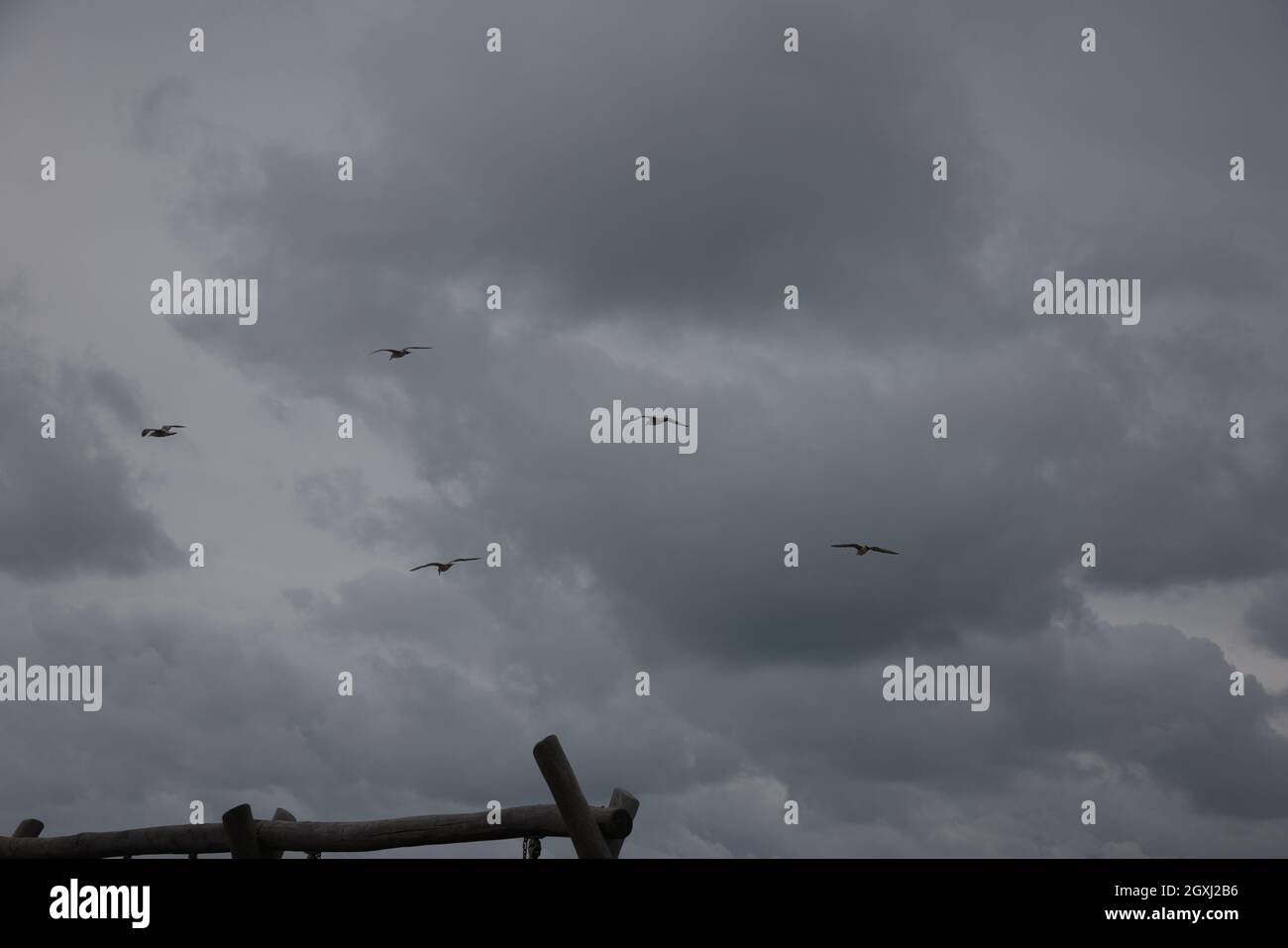 Des mouettes survolantes dans le ciel par une journée venteuse en automne. Banque D'Images