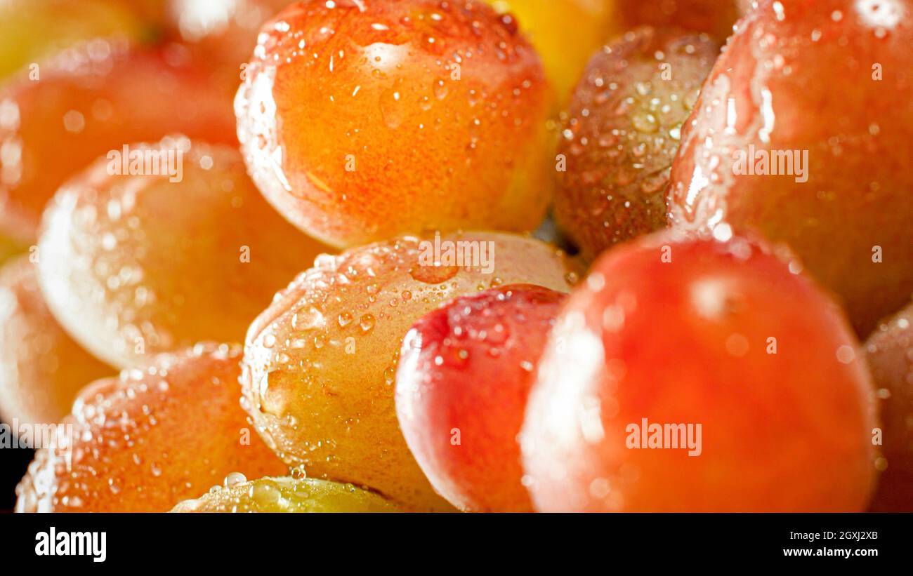 Gros plan de lumière du soleil brillante brillant sur les raisins mûrs couverts de rosée du matin. Arrière-plan abstrait des fruits et des baies Banque D'Images