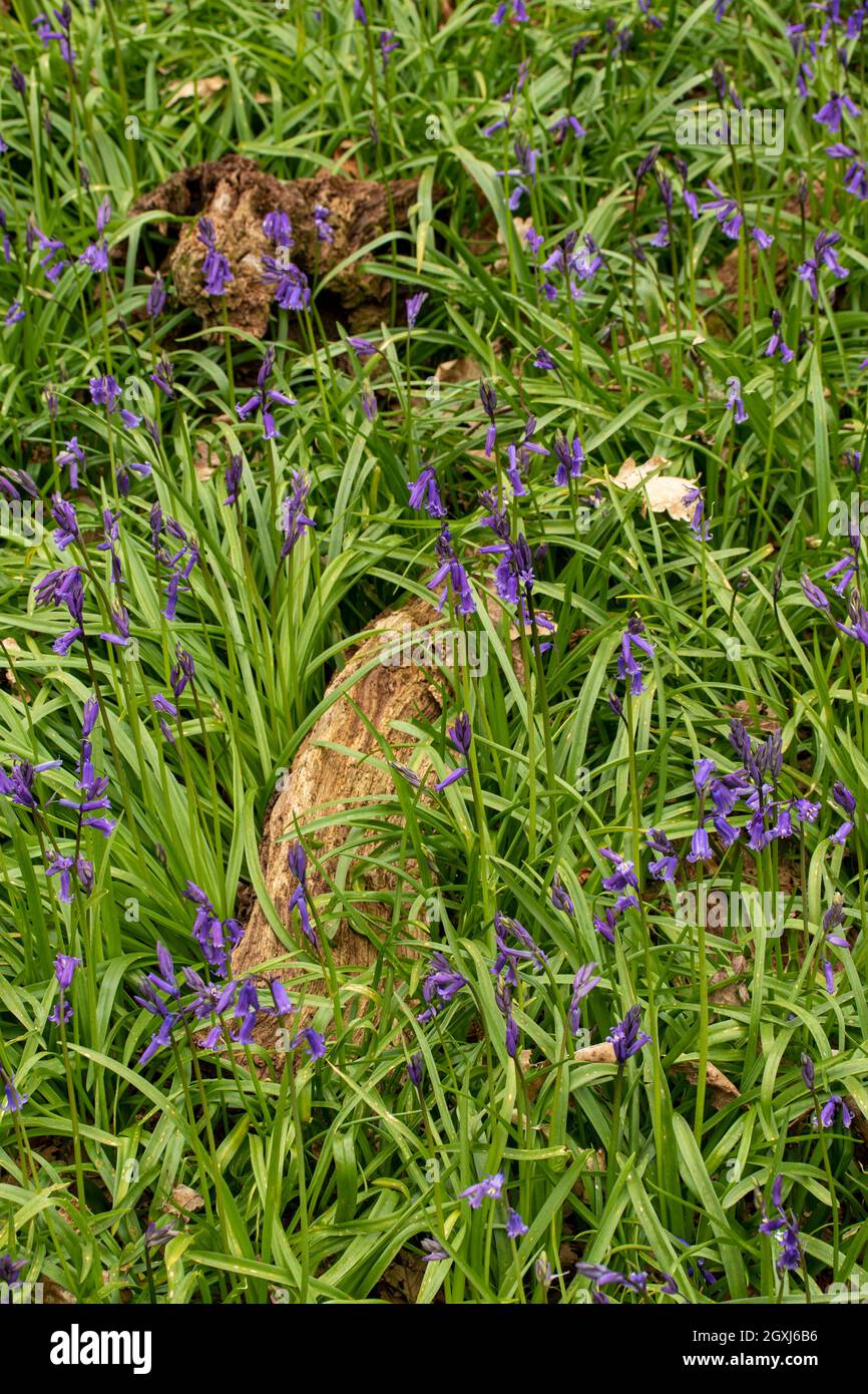 Bien-être mental, réveil printanier dans un bois de bluebell tranquille Banque D'Images