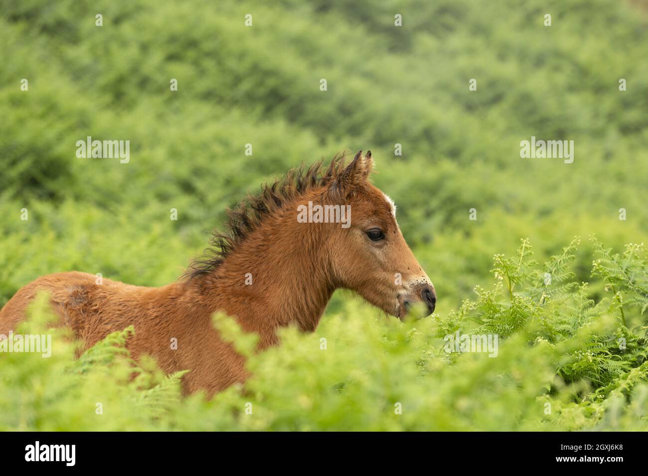 Poneys gallois sauvages poney Carneddau Snowdonia pays de Galles Europe Banque D'Images