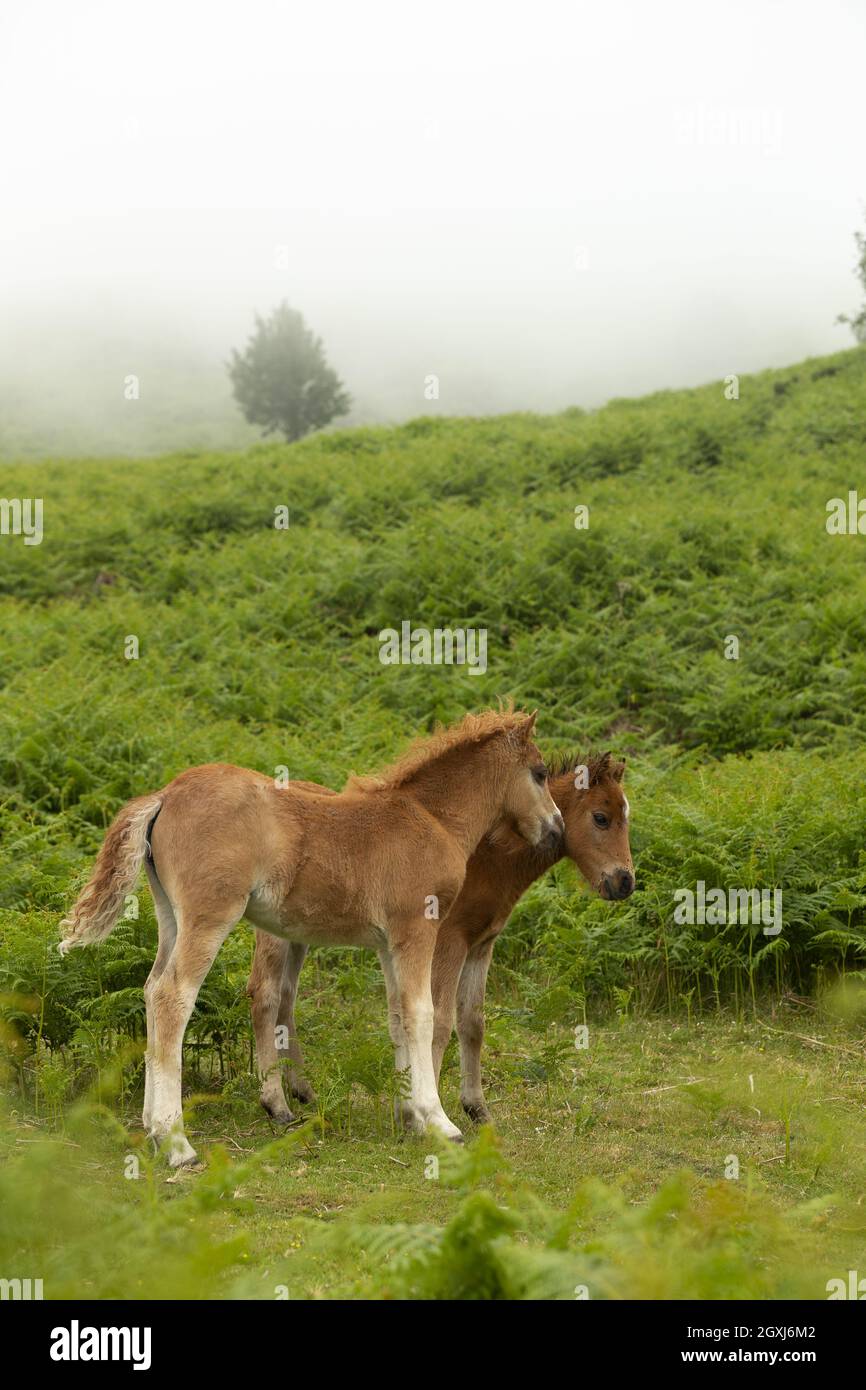 Poneys gallois sauvages poney Carneddau Snowdonia pays de Galles Europe Banque D'Images