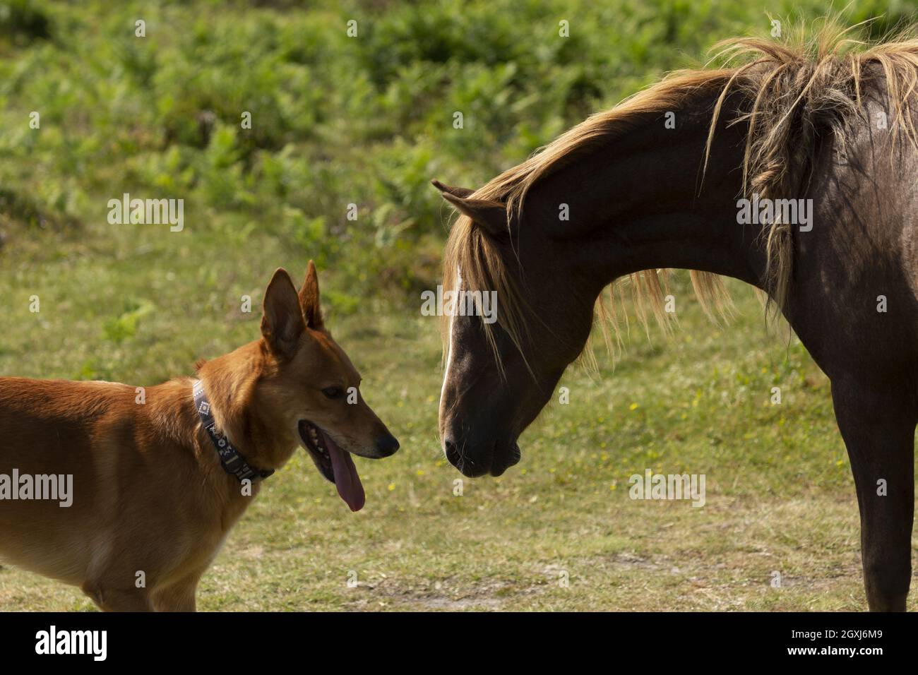 Poneys gallois sauvages poney Carneddau Snowdonia pays de Galles Europe Banque D'Images