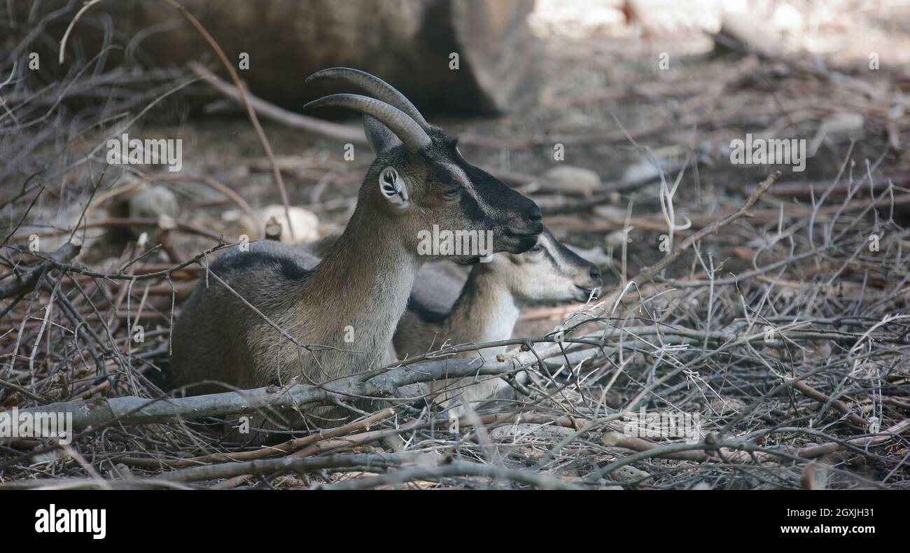 Le kri-kri, chèvre crétois, Agrimi ou Ibex crétois, en latin Capra aegagrus cretica Banque D'Images