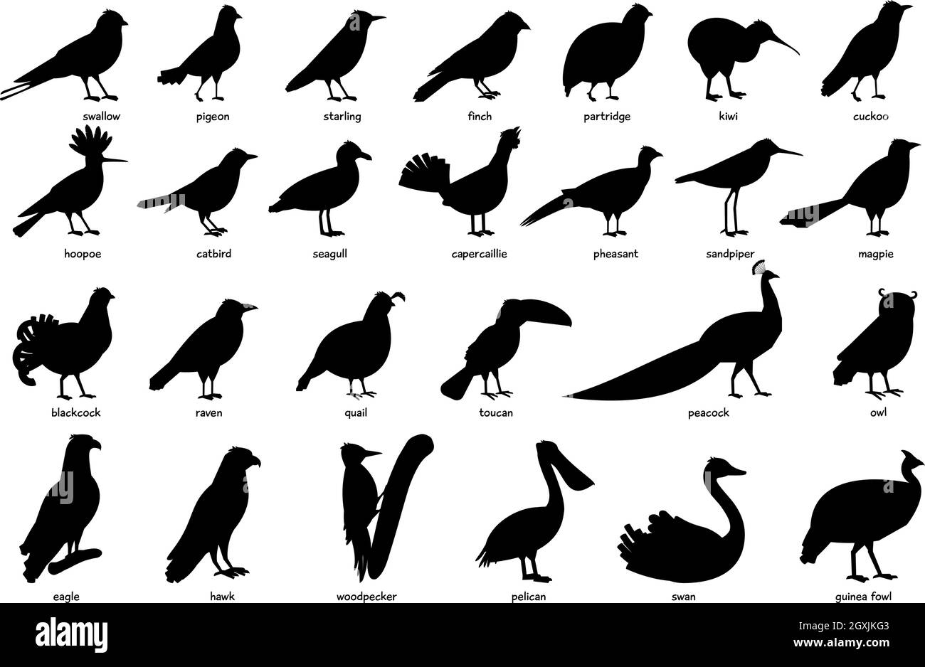 Grande collection de silhouettes noires de différents oiseaux Illustration de Vecteur