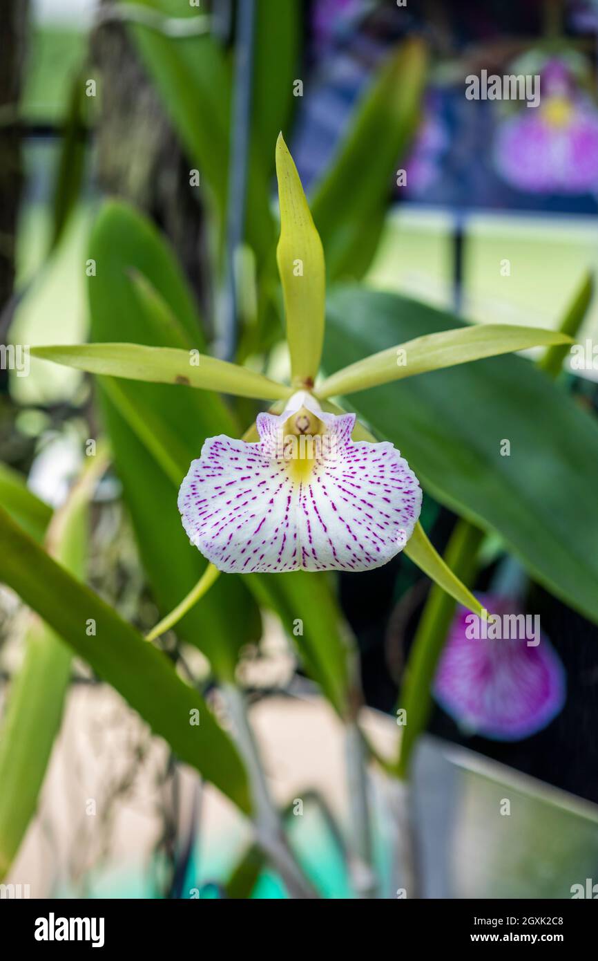 Orchid exposé au Festival d'Orchid de Redlands à Homestead, FL sur 100321 Banque D'Images