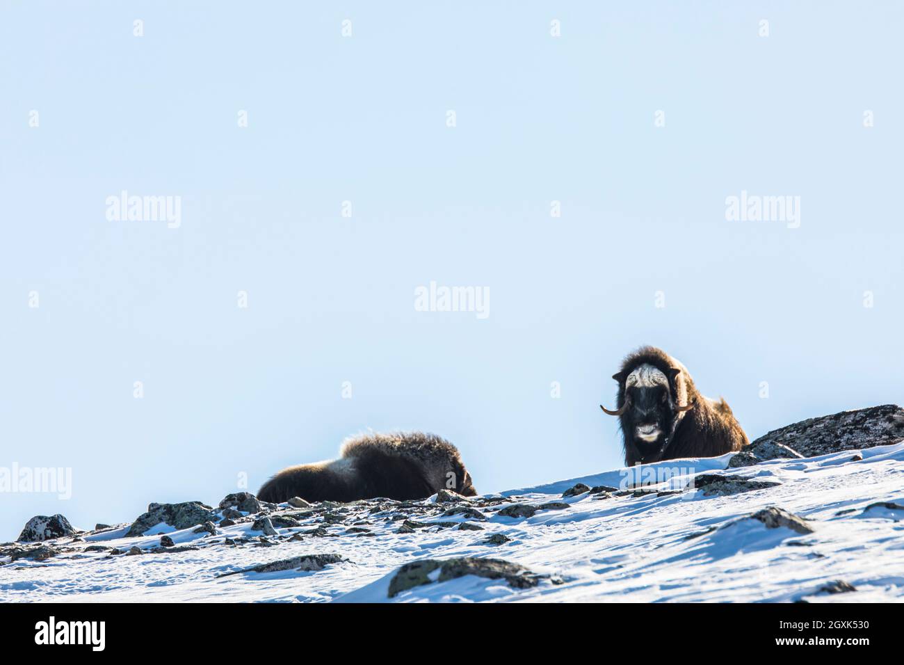 Deux Ox Musk dans le paysage de montagne, parc national de Dovrefjell, Norvège Banque D'Images