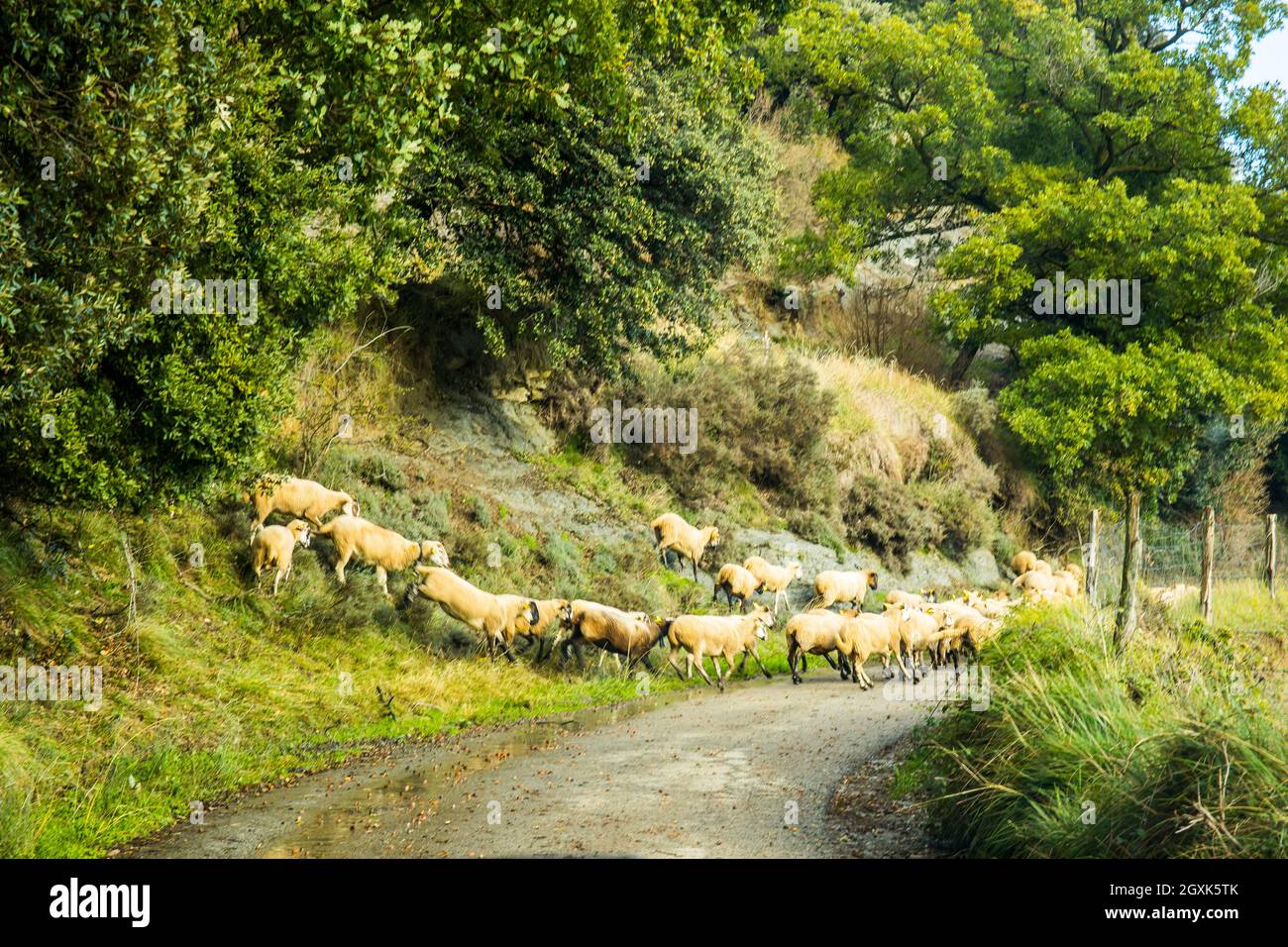 Troupeau de moutons marchant le long d'une route de campagne, la Garrotxa, Gérone, Espagne Banque D'Images