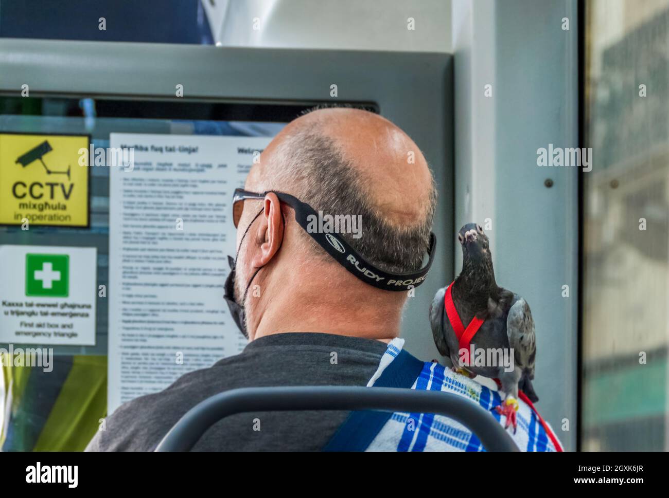 Interaction entre humains et animaux dans les transports publics à Malte. Banque D'Images