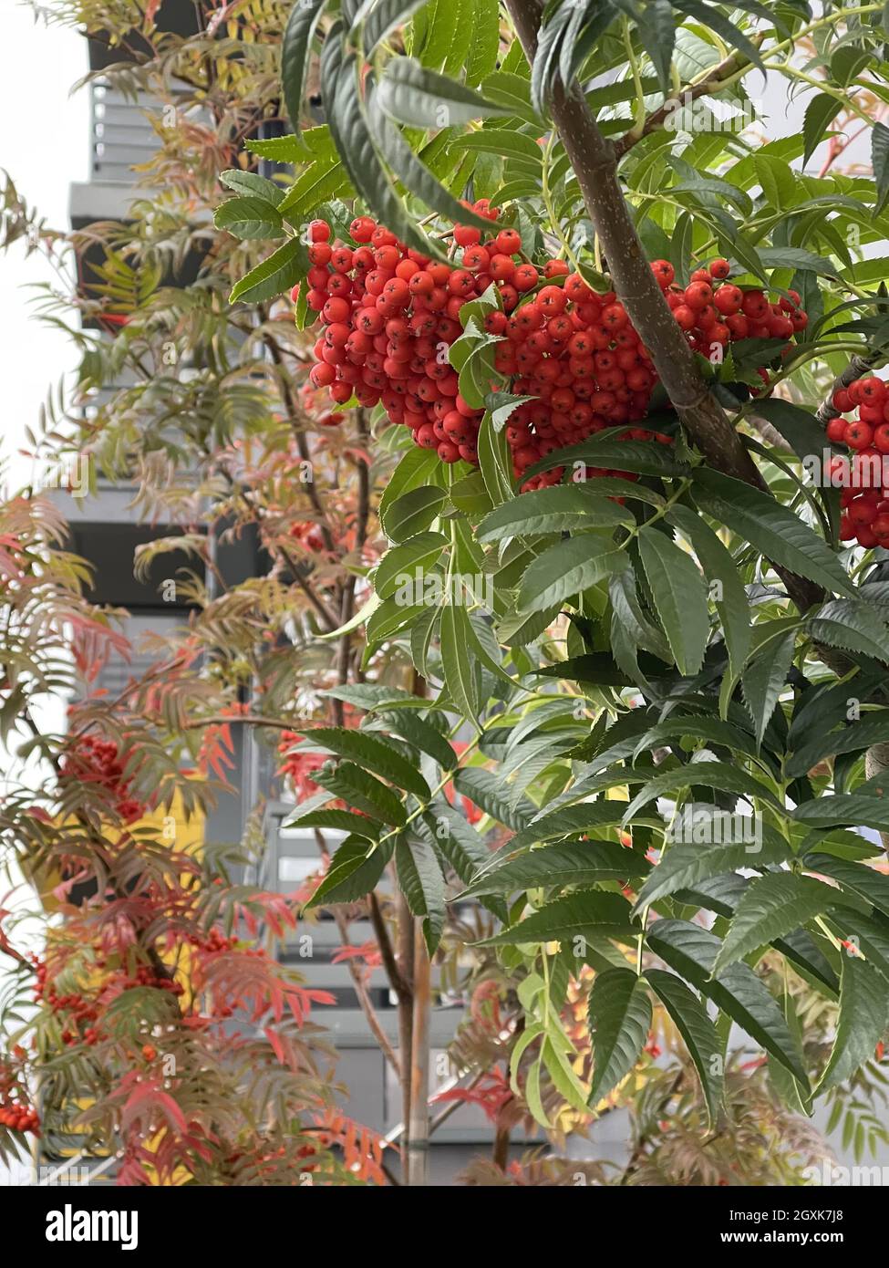Plan vertical à angle bas des baies de rowan mûres rouges sur la branche de l'arbre Banque D'Images