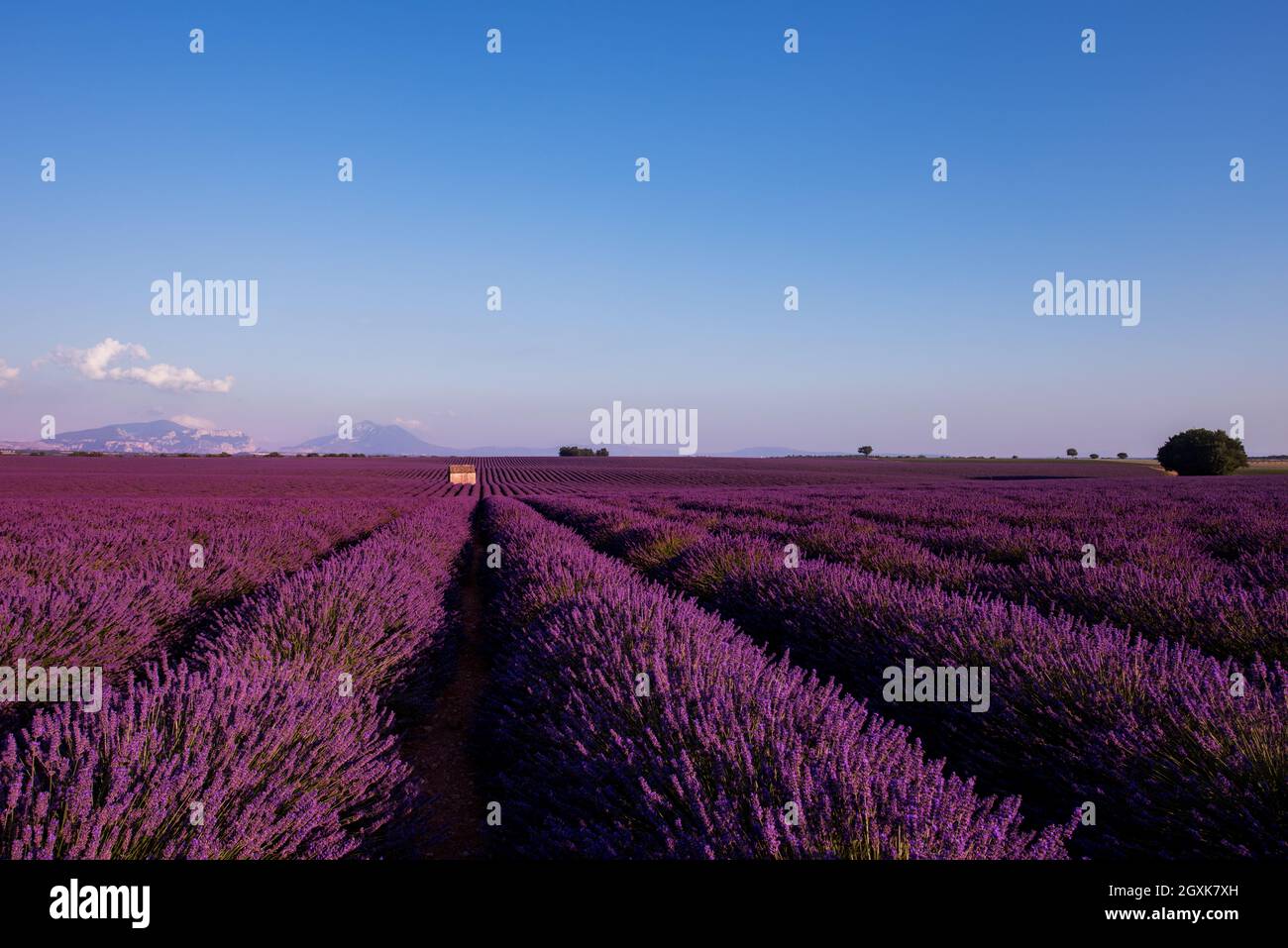 Ancienne maison en pierre isolée au champ de lavande en été purple fleurs aromatiques près de Valensole en provence france Banque D'Images