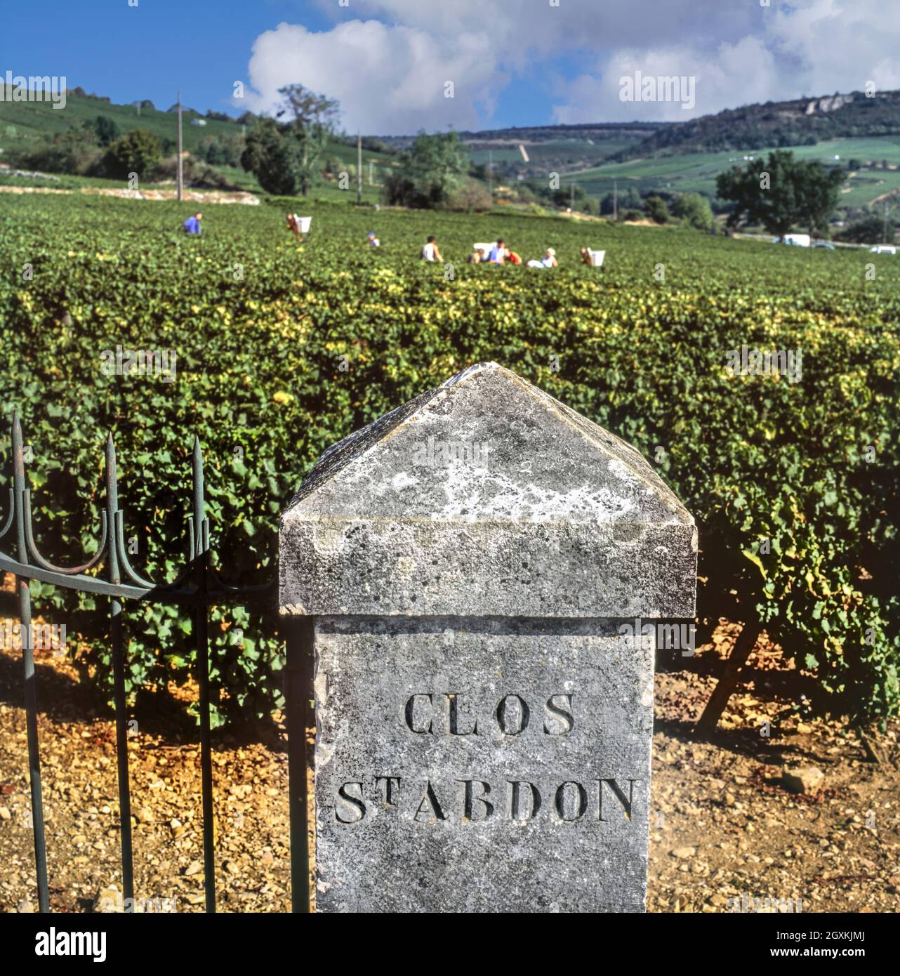 Le Clos St-Abdon marque de pierre à l'entrée du vignoble de Bourgogne avec vendanges de vendanges de vendanges de vendanges qui ont lieu Chassagne-Montrachet, Côte d'Or, France. [Côte de Beaune] Banque D'Images