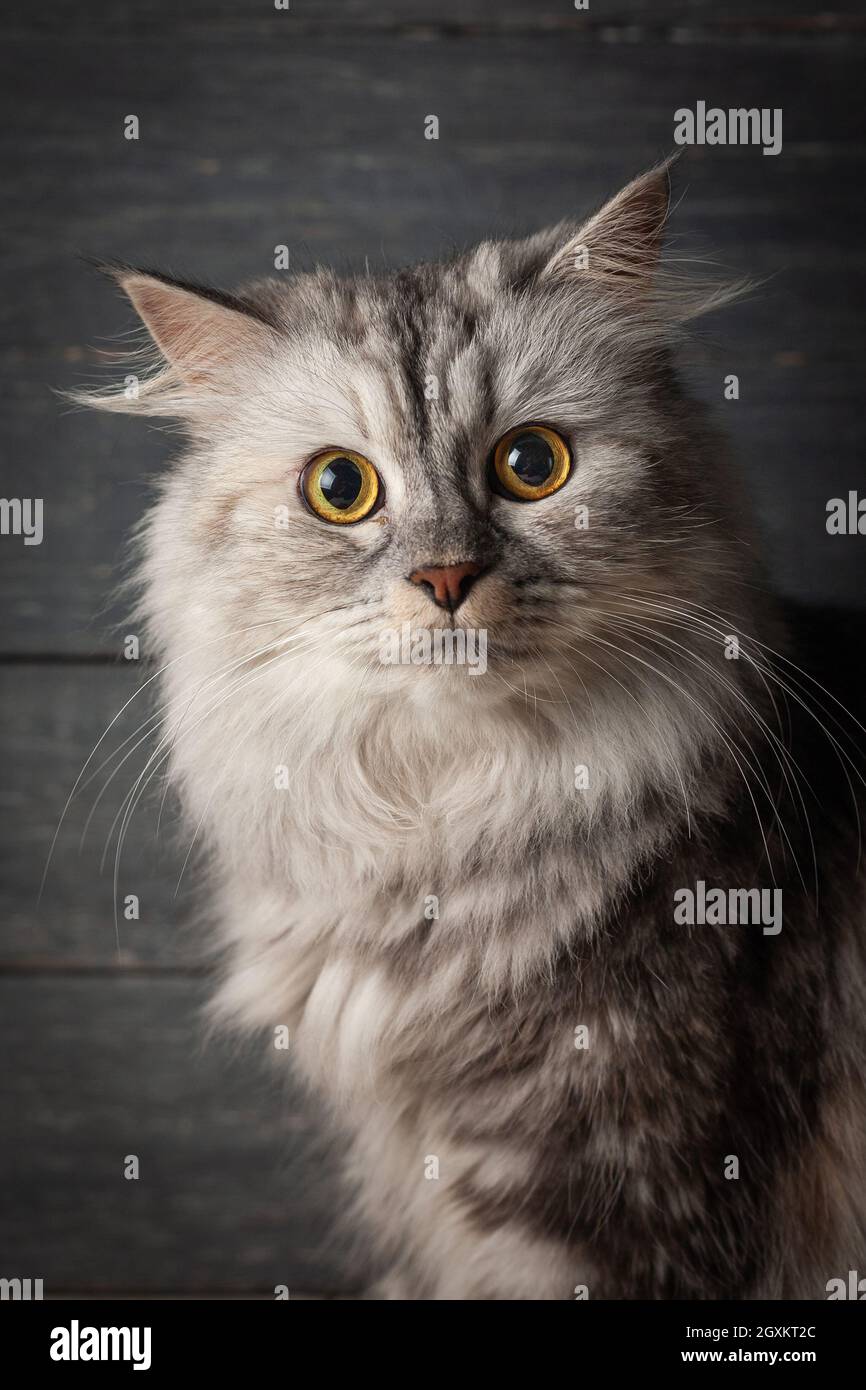 Chat écossais gris sur fond de bois. Ambiance sombre. Banque D'Images