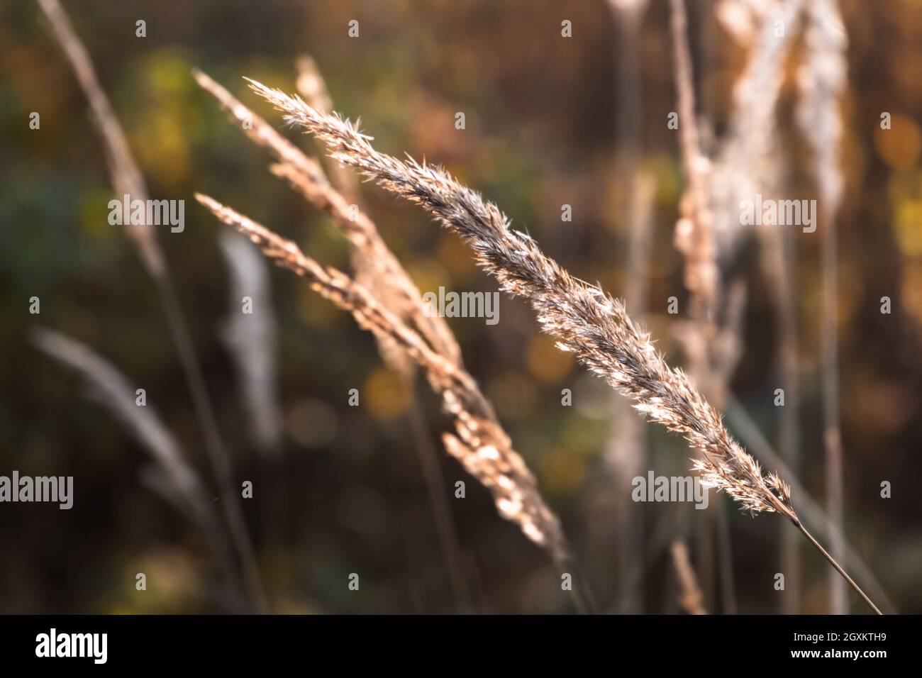 Herbe sèche en plein soleil, photo macro avec mise au point douce sélective Banque D'Images