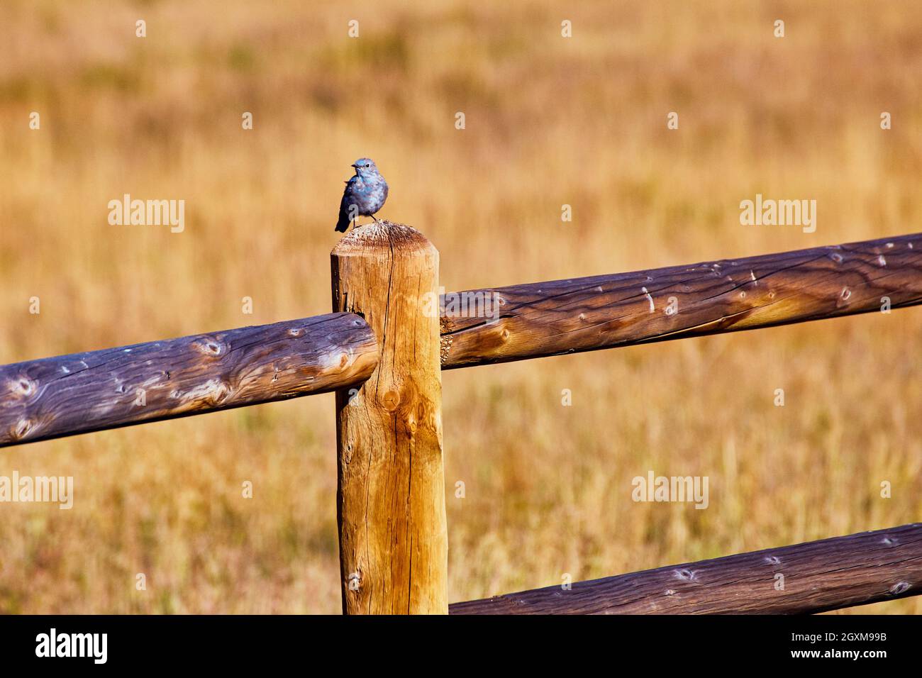 Oiseau bleu sur une clôture en bois dans le désert Banque D'Images