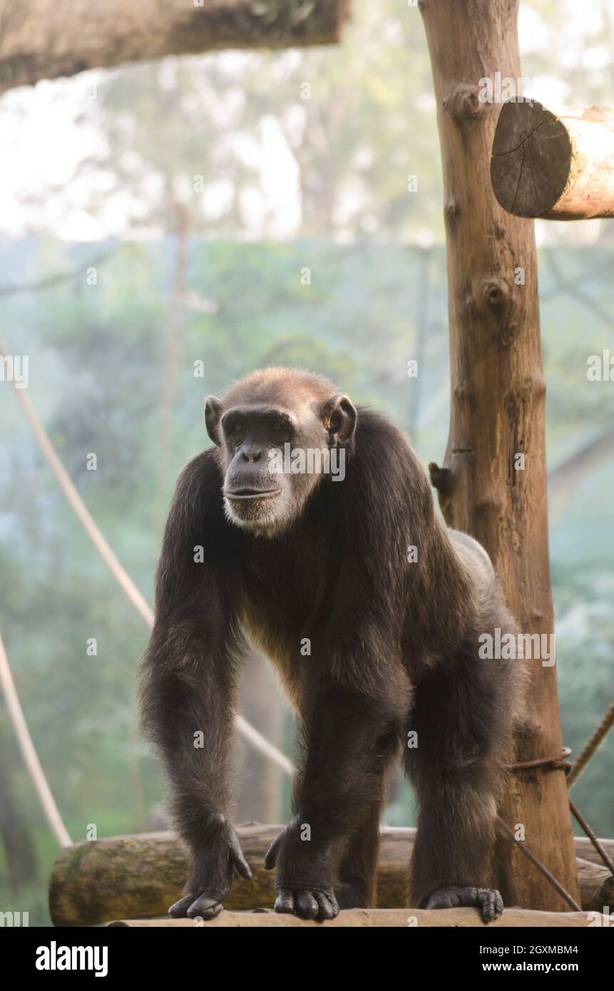 Le chimpanzé (Pan troglodytes) Banque D'Images