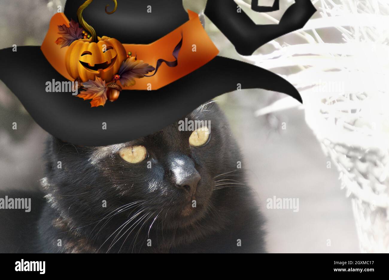 Tour De Chat Banque D Image Et Photos Alamy