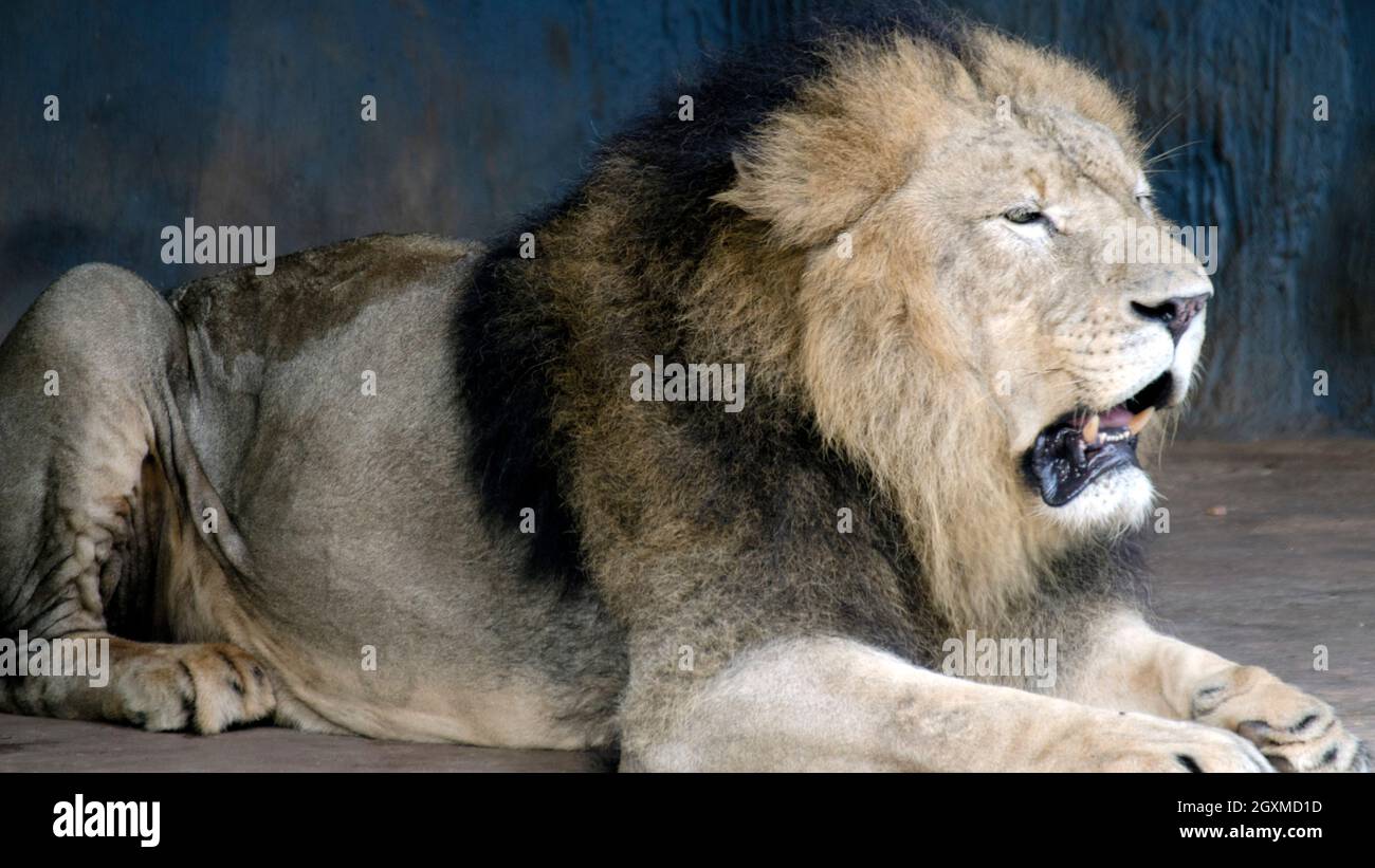 Roi de la jungle, roars à lion aux zoos Gardens - Clsoe up Banque D'Images