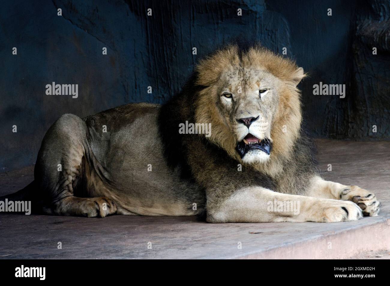 Roi de la jungle, roars à lion aux jardins zoologiques Banque D'Images