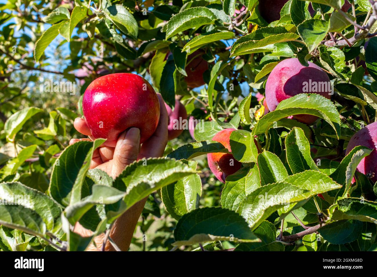 Gros plan d'une main tenant une pomme rouge encore sur l'arbre d'une ferme de pommes à Green Bluff, Washington, États-Unis. Banque D'Images
