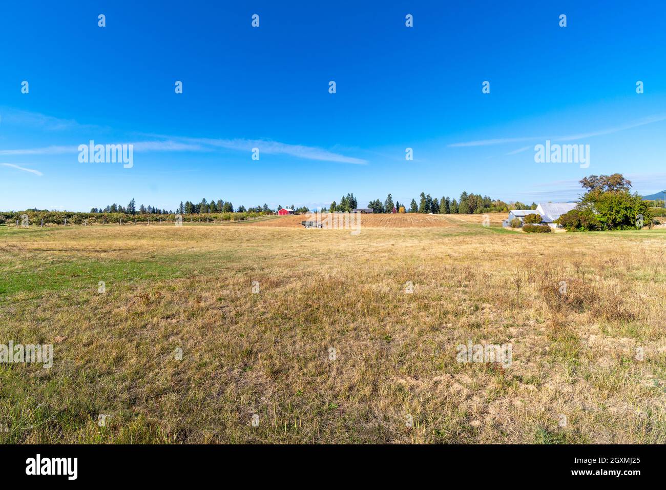 Une ferme de campagne avec grange, prairie, maison et vieux pick-up dans le champ au milieu des collines ondoyantes de la zone rurale Green Bluff de Spokane Washington. Banque D'Images