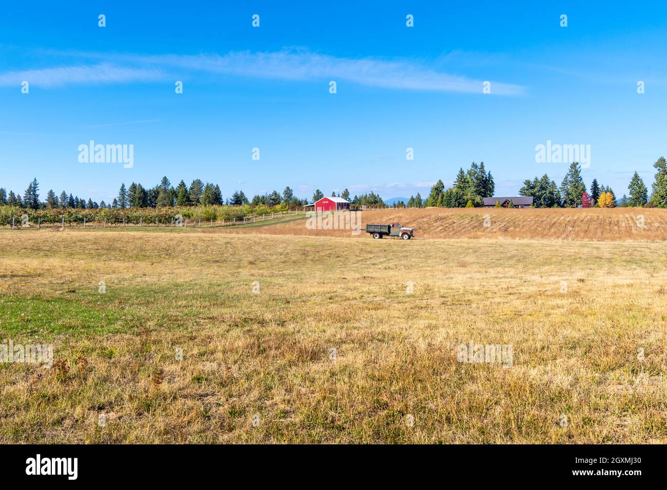 Une ferme de campagne avec grange, prairie, maison et vieux pick-up dans le champ au milieu des collines ondoyantes de la zone rurale Green Bluff de Spokane Washington. Banque D'Images