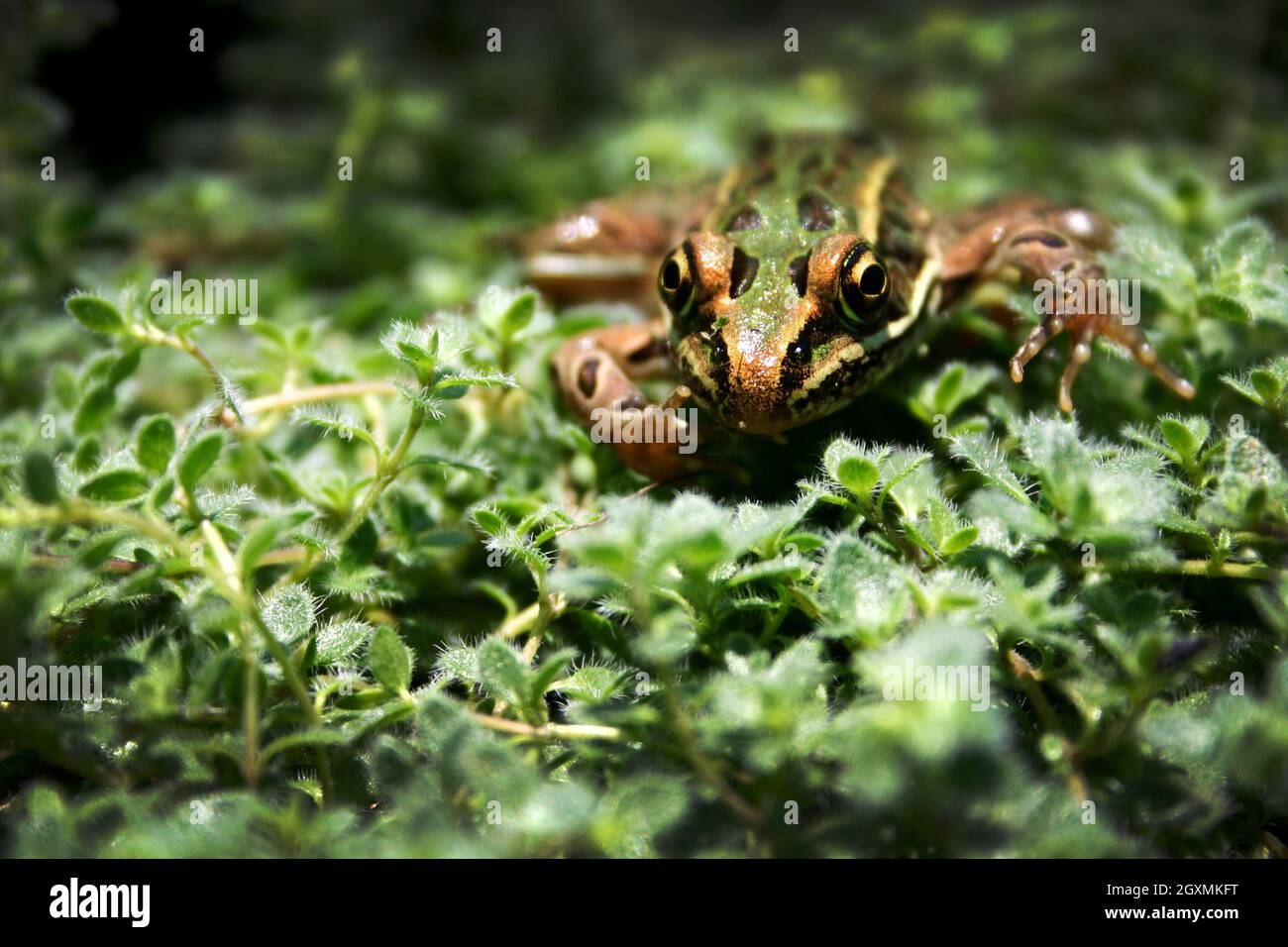 Une grenouille brune, noire et verte tente de se cacher dans un feuillage vert luxuriant Banque D'Images